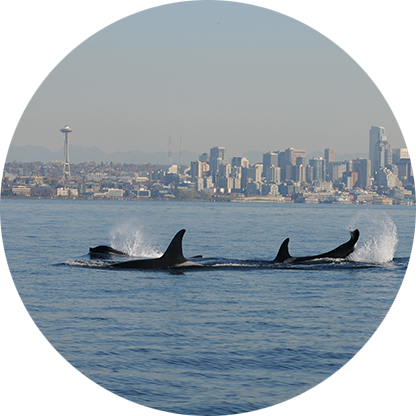 killer whales