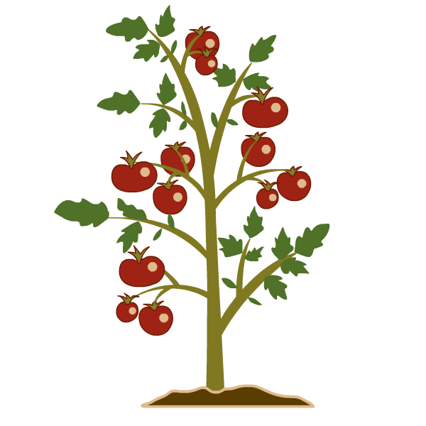 tomato plant