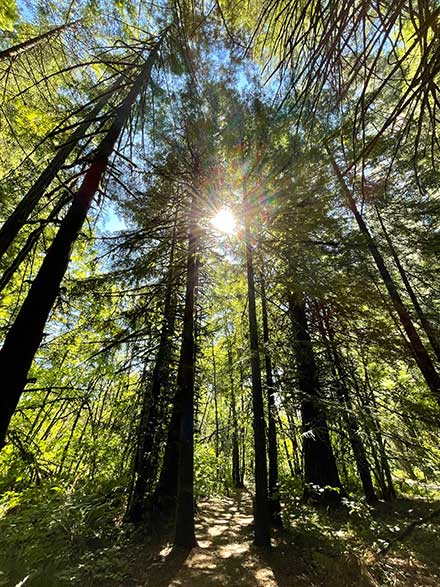 sunshine filtering through some tall pine trees