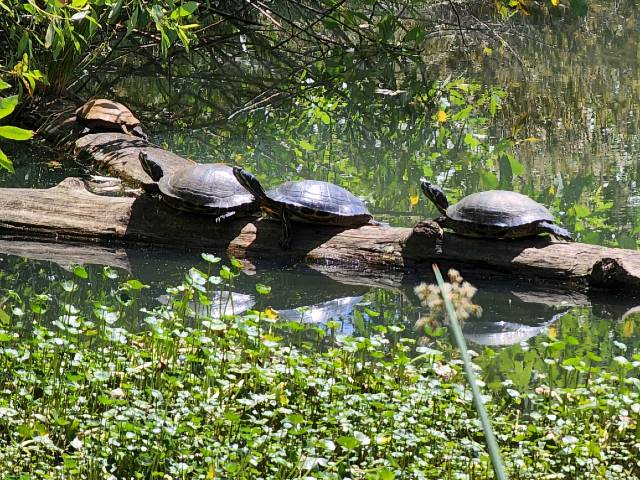 turtles on a log in a pond surrounded by lily pads