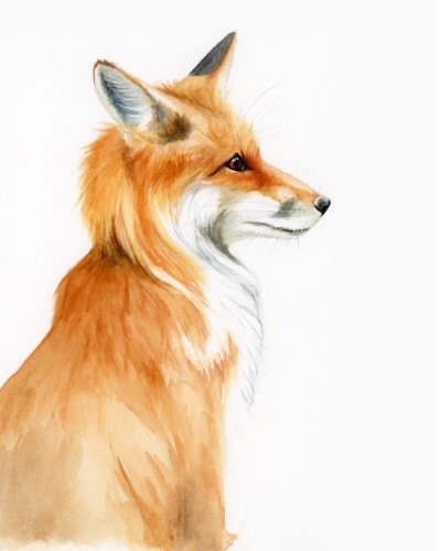 watercolor drawing of an orange fox looking to the right